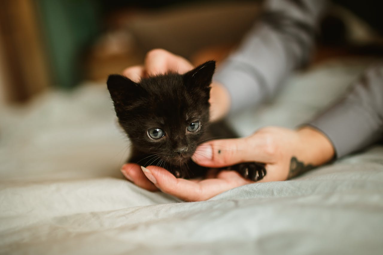 Adorable black kitten being gently held by tattooed hands on a soft surface.