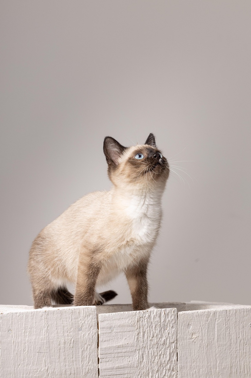 cat, animal, pet, rescue, studio, feline, kitten, fur, nature, domestic, cute