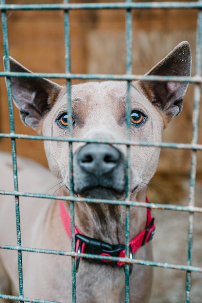 Close-up of a pit bull wearing a red collar, looking through cage bars.