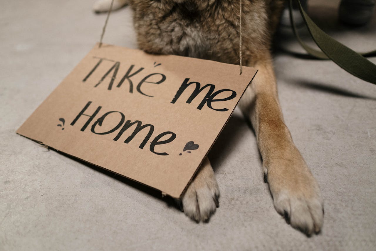 Close-up of a dog holding a cardboard sign with Take Me Home message, highlighting adoption appeal.