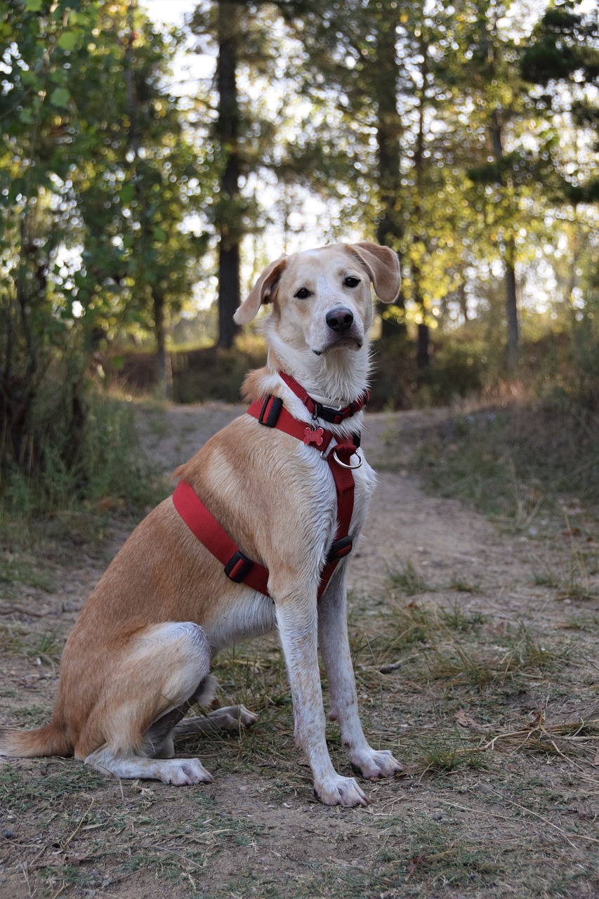 dog, animal, puppy, nature, rescue, pet, outdoor, fall, labrador, rural, lake
